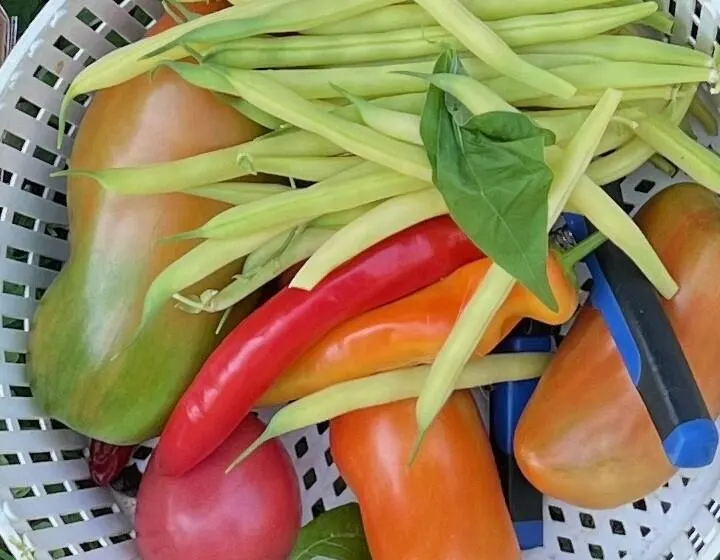 Conférence : La tomate, les courges et les concombres, du semis à la récolte. (Lili Michaud).